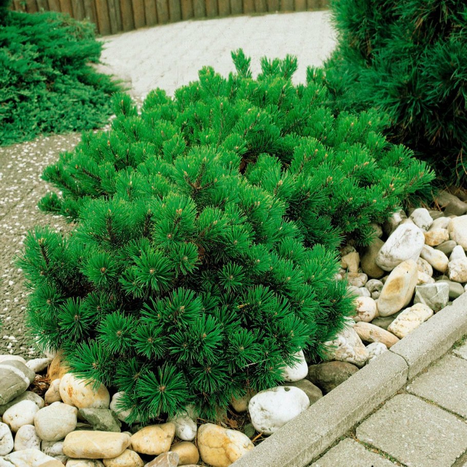Сосна Горная pumilio Пумилио
