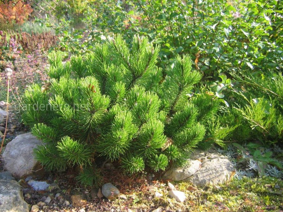 Pinus mugo Klostergrun