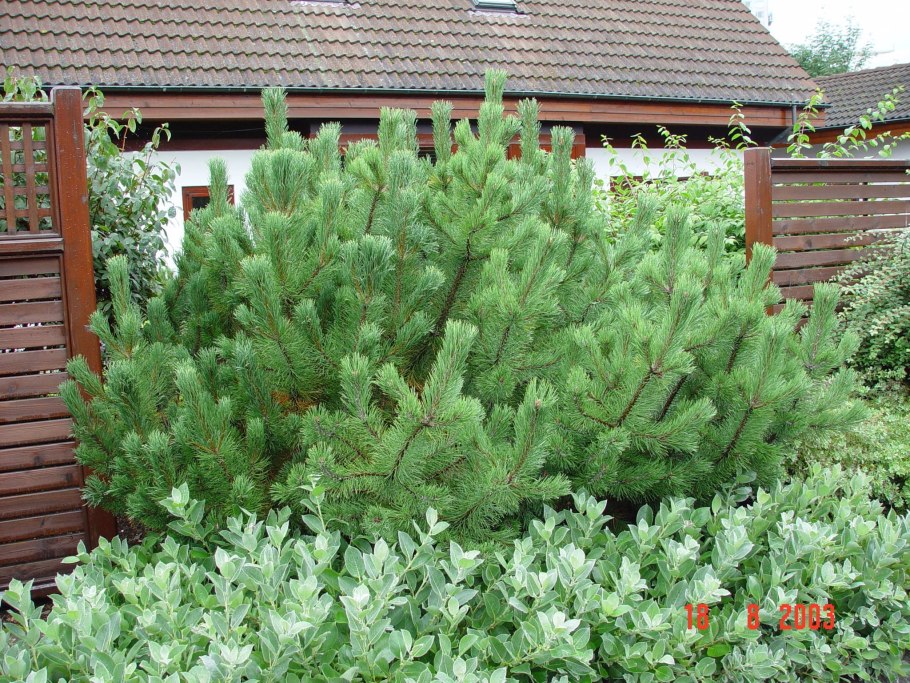 Пинус зелень