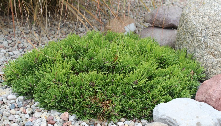 Сосна Горная Мугус р9