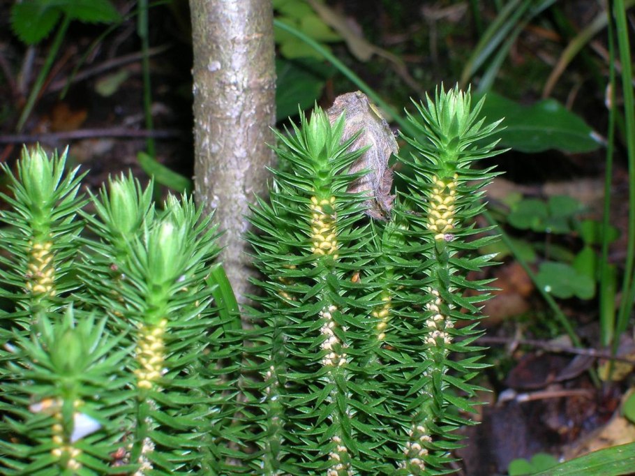 Реликтовый плаун булавовидный