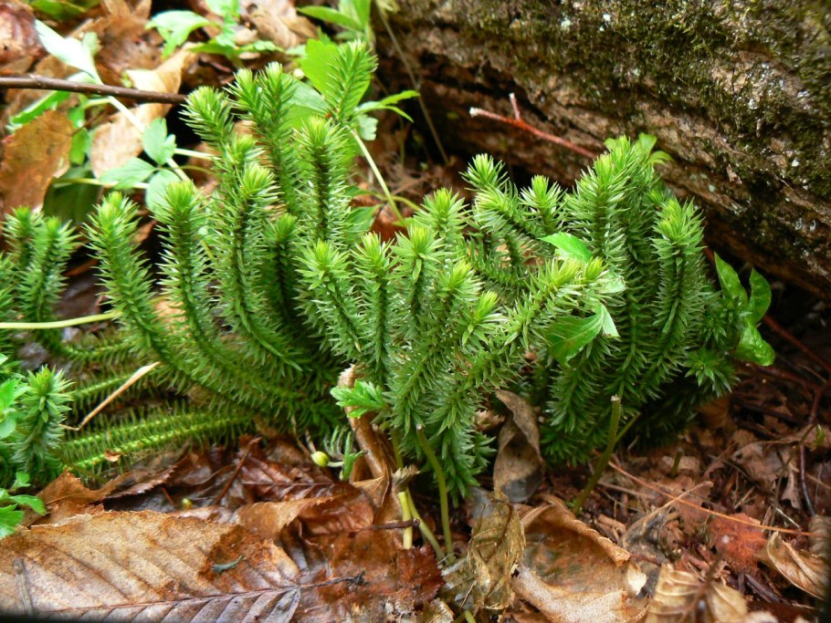 Баранец обыкновенный(Huperzia selago l.)