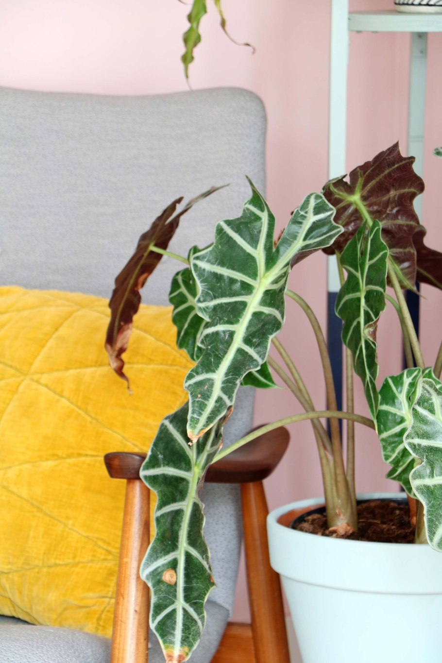 Алоказия клобучковая