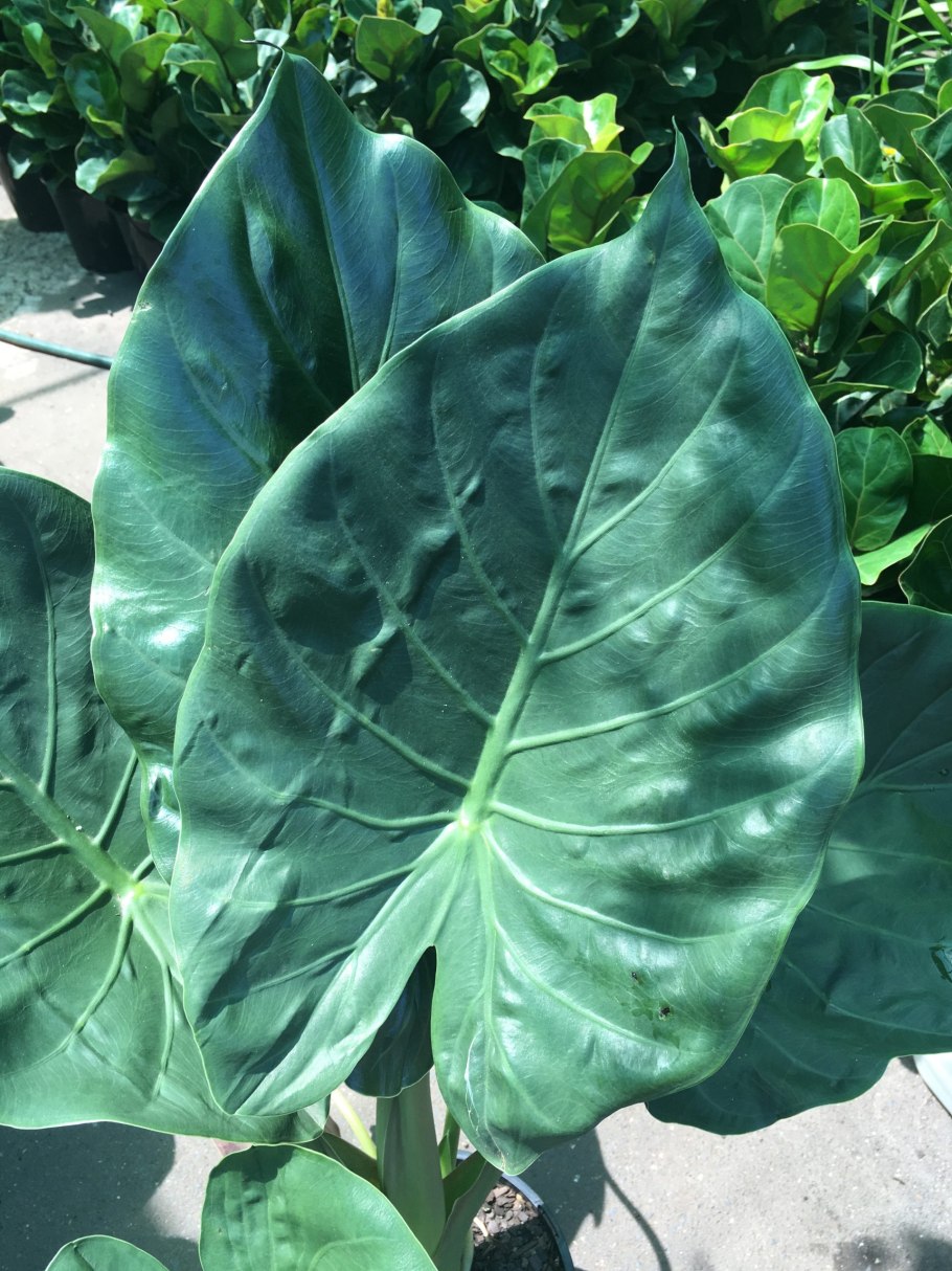 Алоказия Кукулата