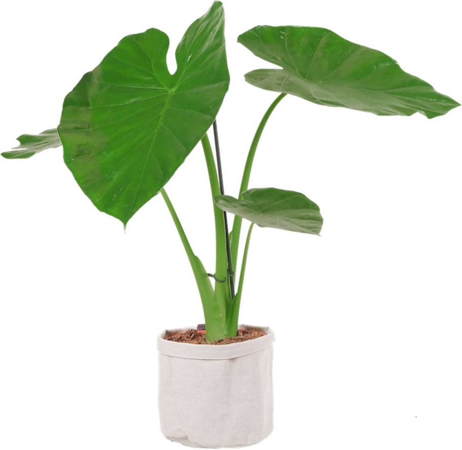 Алоказия korthalsii Grandis