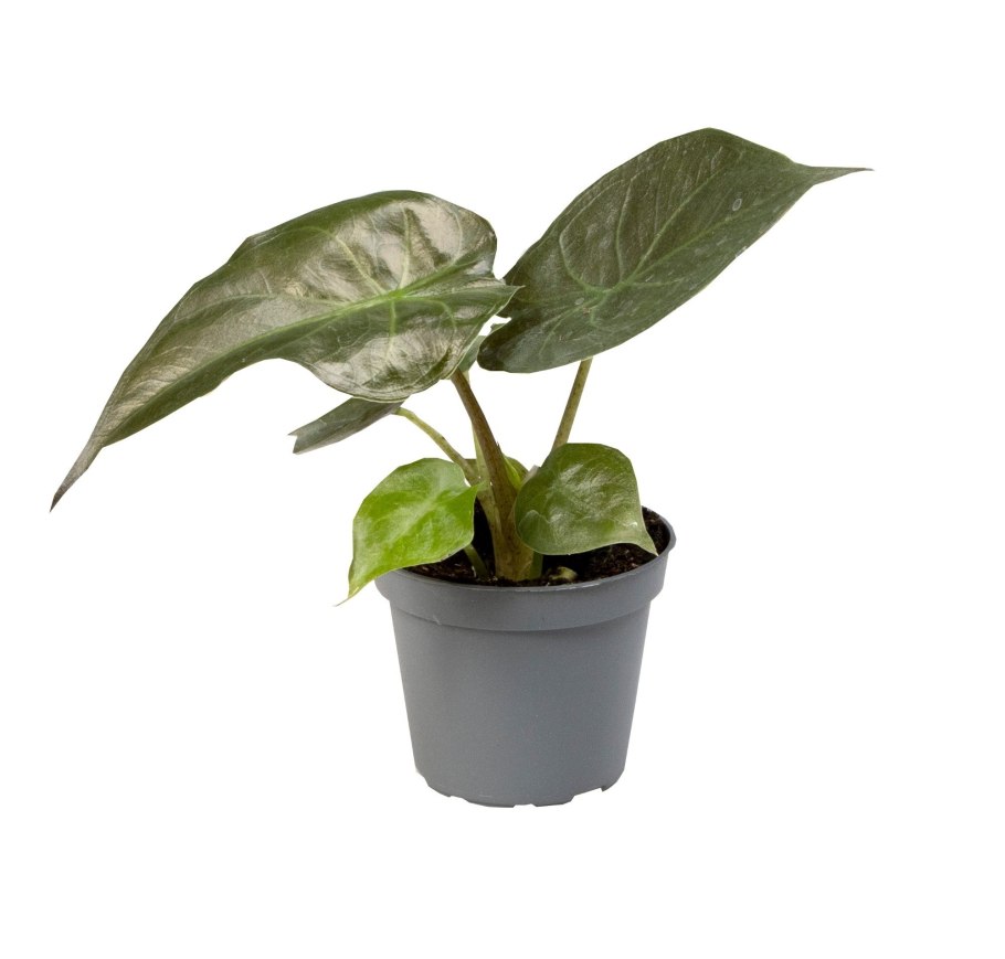 Алоказия Монтана