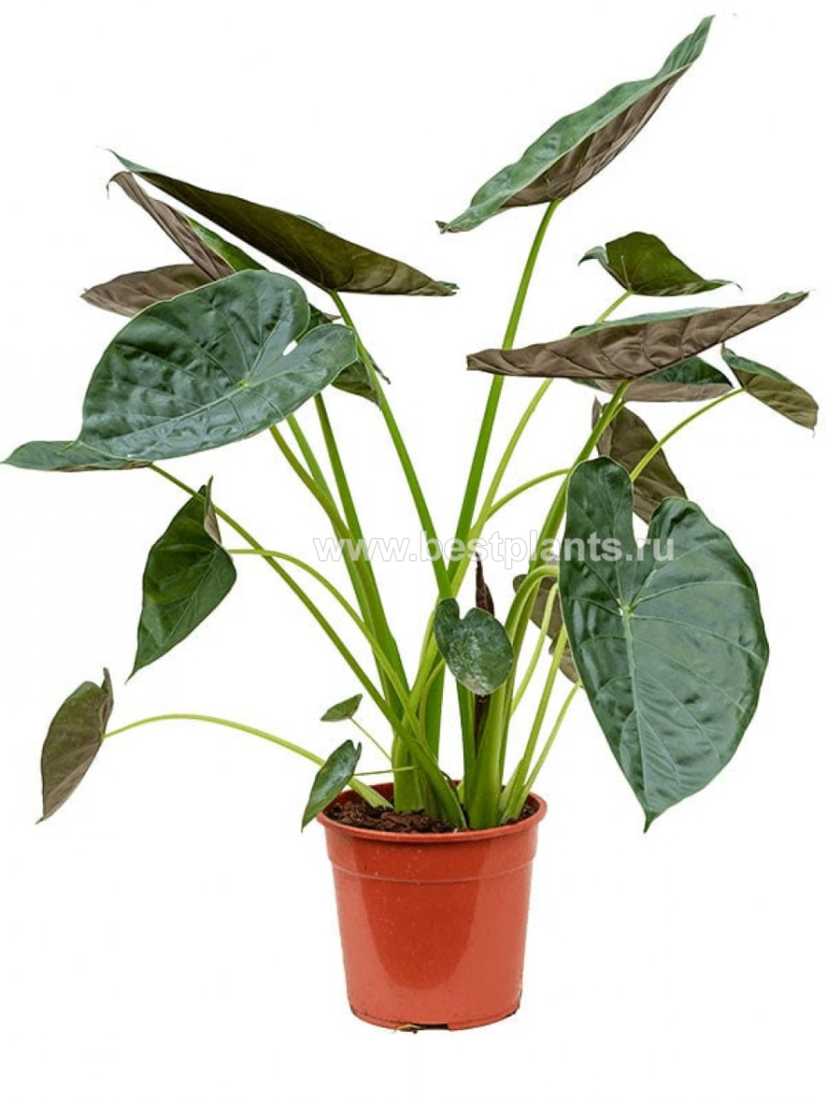 Алоказия макрориза