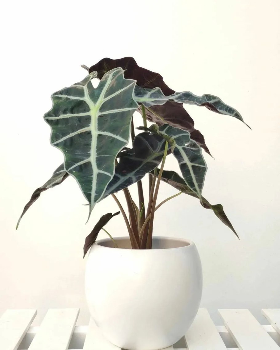 Алоказия Полли маленькая