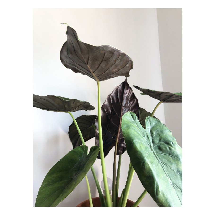 Алоказия Венти /Alocasia wentii/