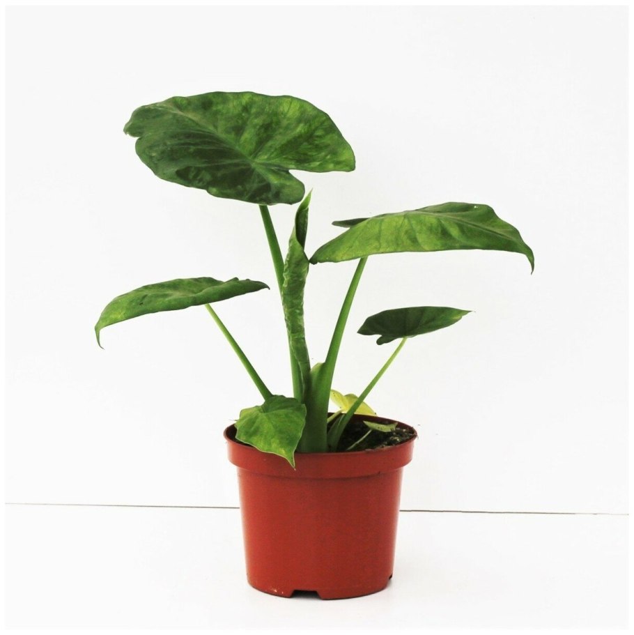 Алоказия wentii