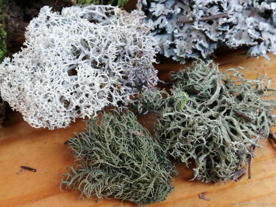 Лишайники накипные листоватые