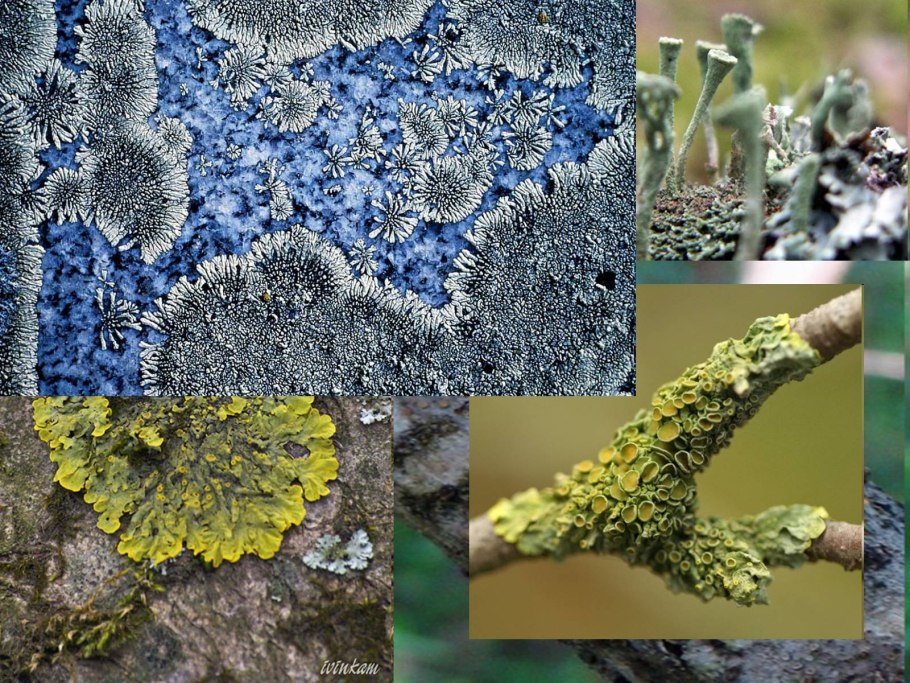 Листоватые лишайники