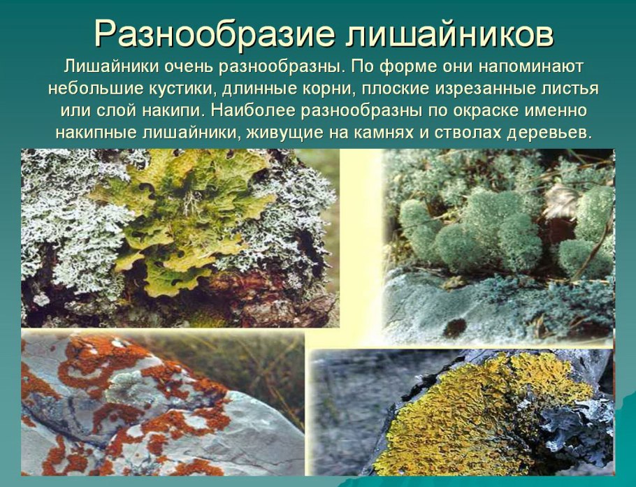 Накипные лишайники 5 класс