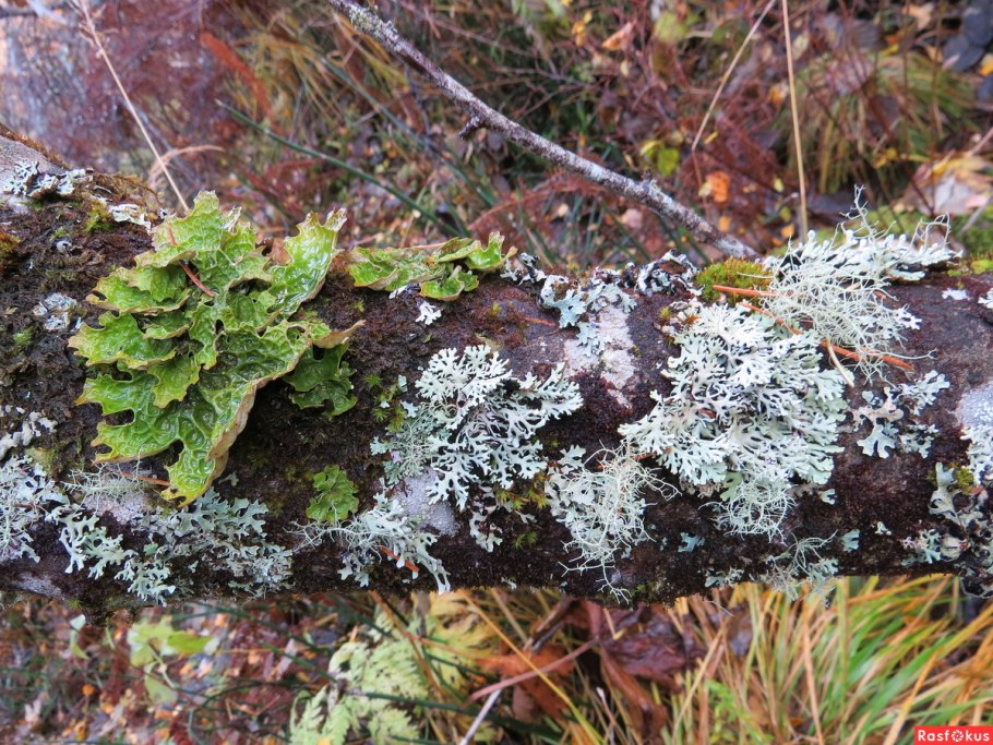 Лишайники накипные кустистые