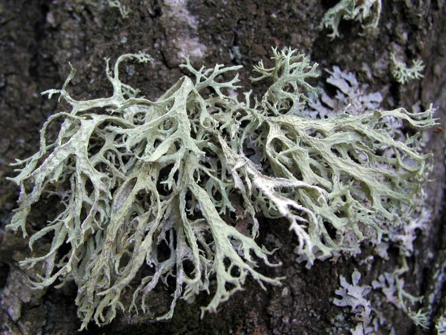 Кладония листоватая
