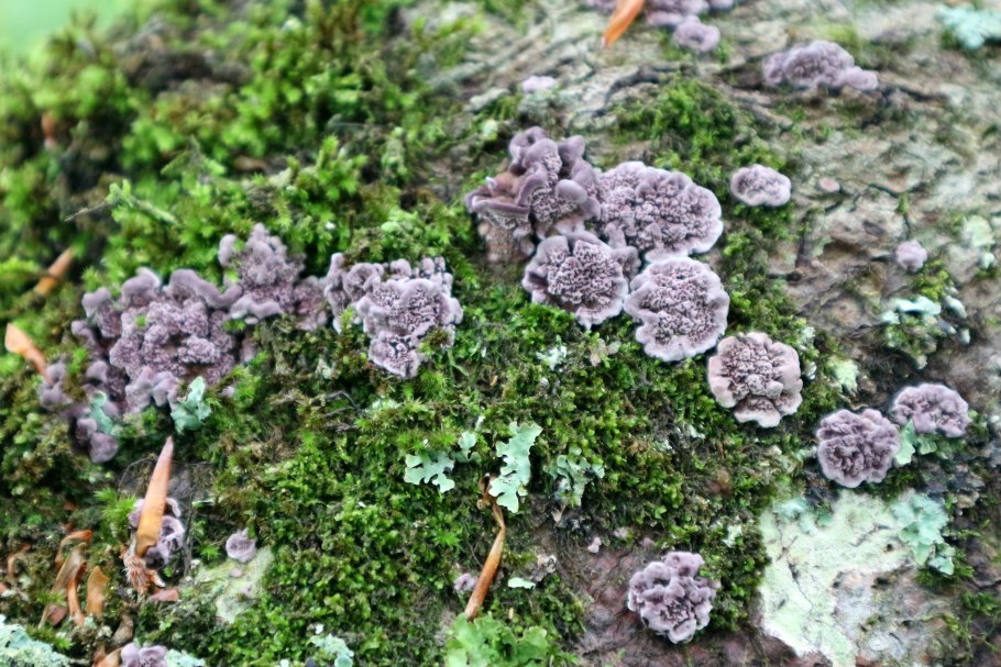 Ягель в Ленинградской области