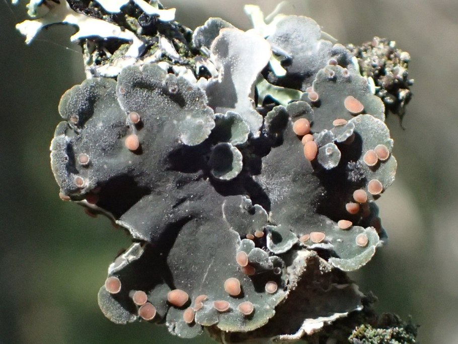 Лишайники и мхи в смоле