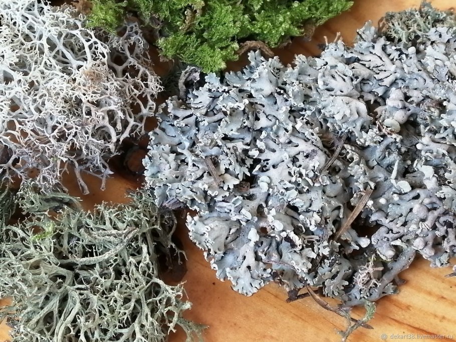 Лесной мох(ягель)