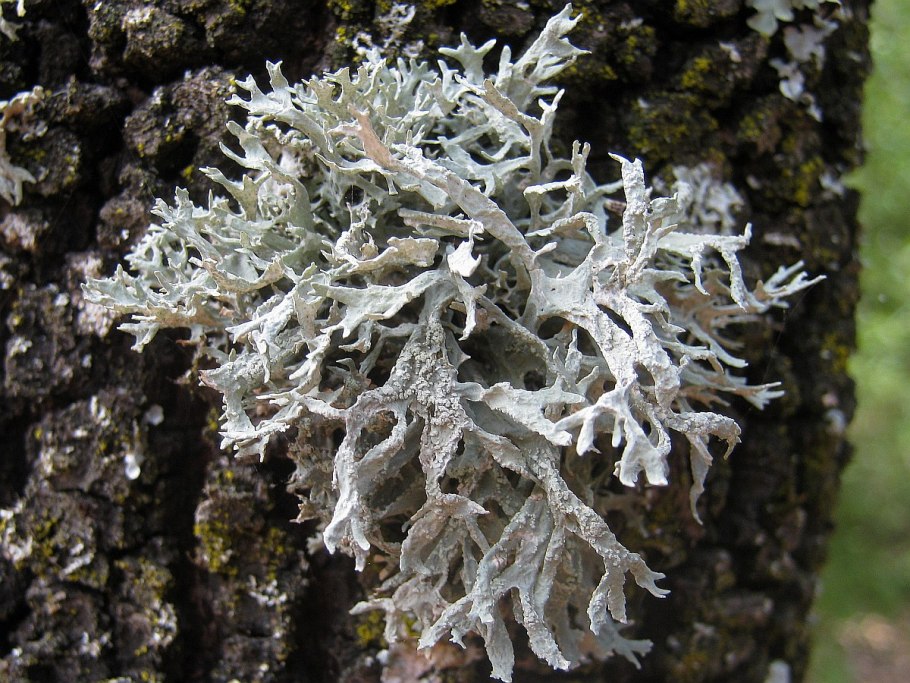 Лишайник Evernia prunastri