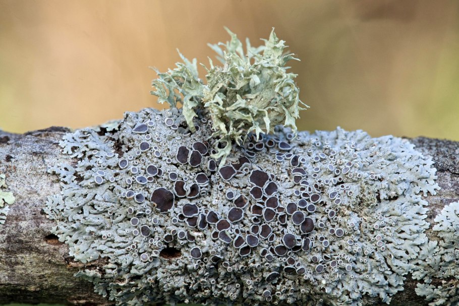 Грибы лишайники накипные