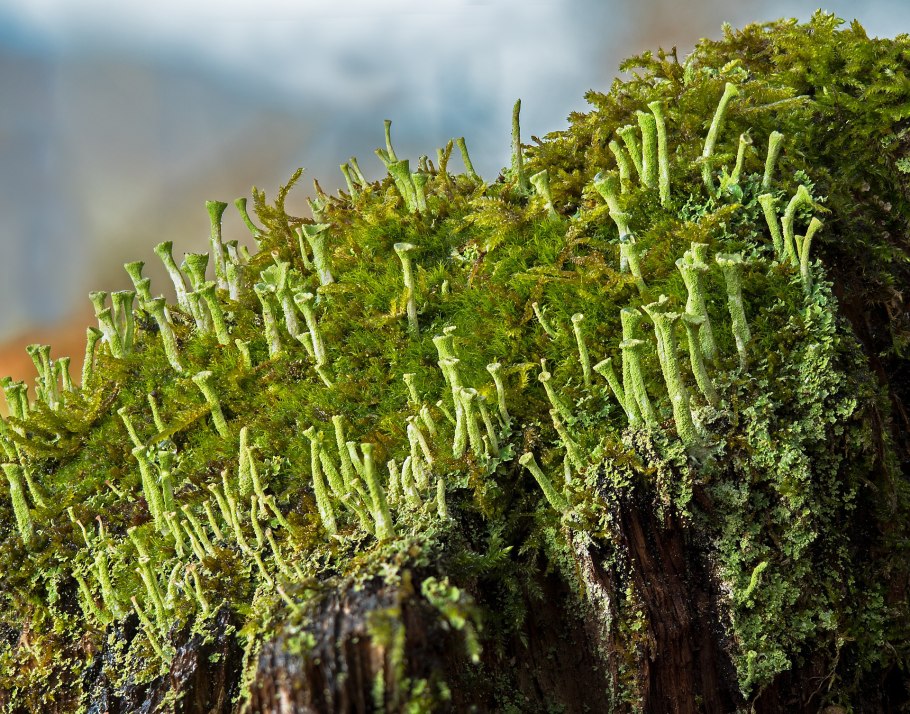 Эверния Сливовая (Evernia prunastri)