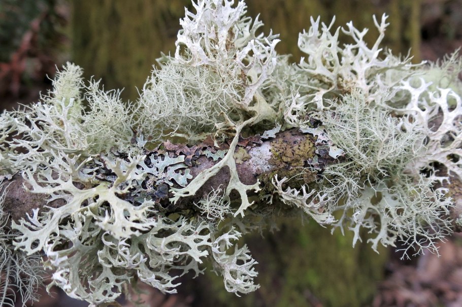 Лицедея лишайник