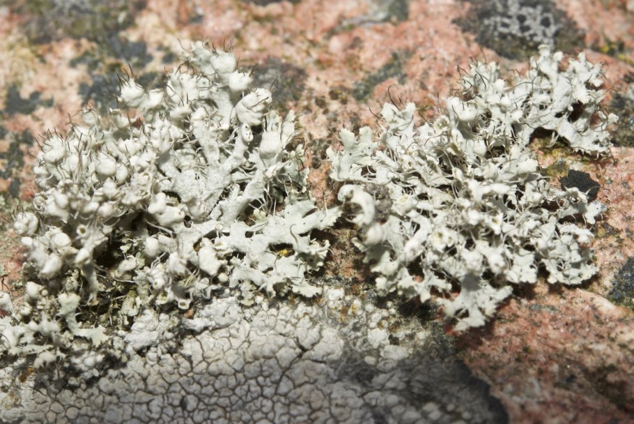 Пармелия бороздчатая