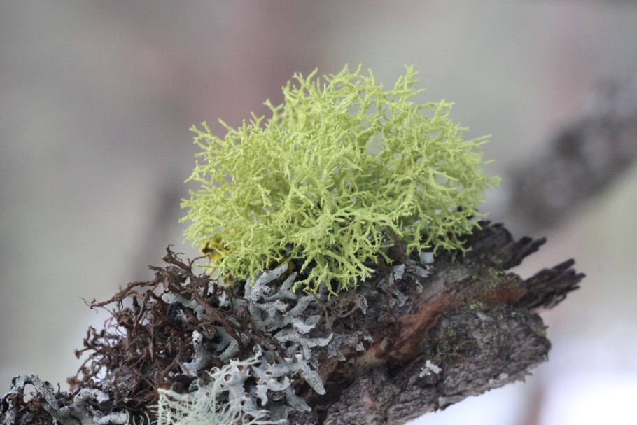 Мох дубовый уснея дубовая