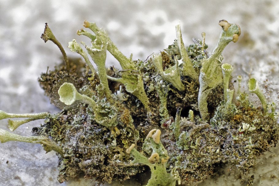 Таллом кустистых лишайников