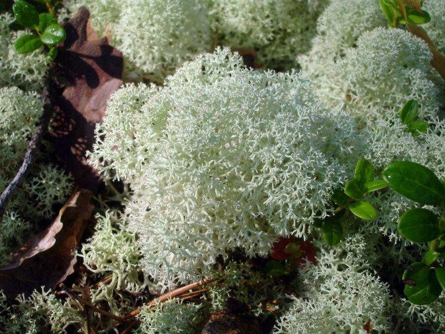 Растения Антарктиды лишайники