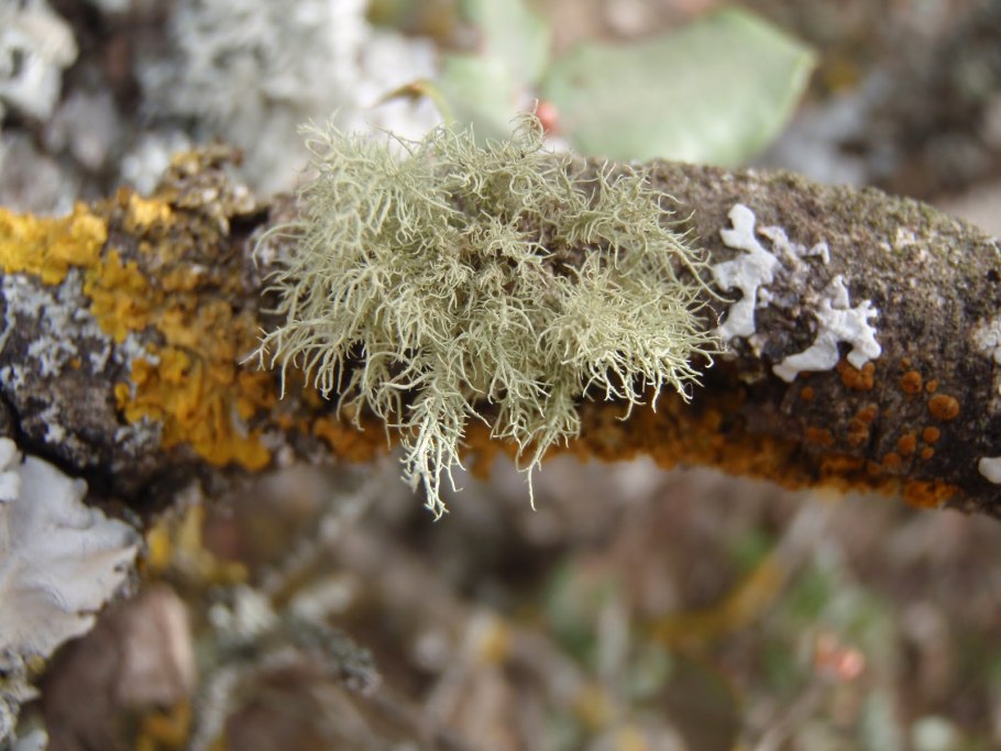 Cladonia cristatella