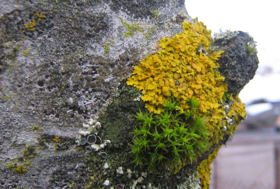 Кустистые лишайники презентация