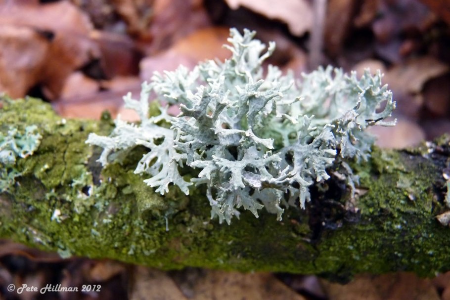 Накипная форма лишайника