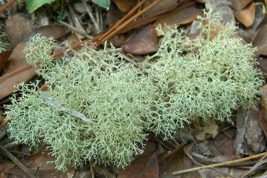 Эверния лишайник