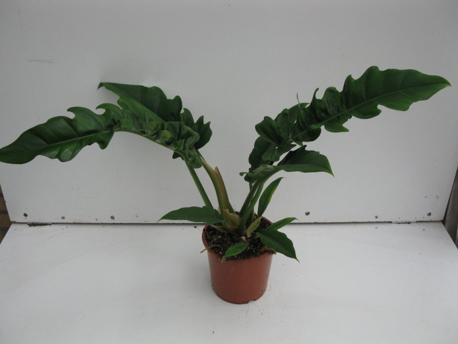 Филодендрон Нарроу Эскейп