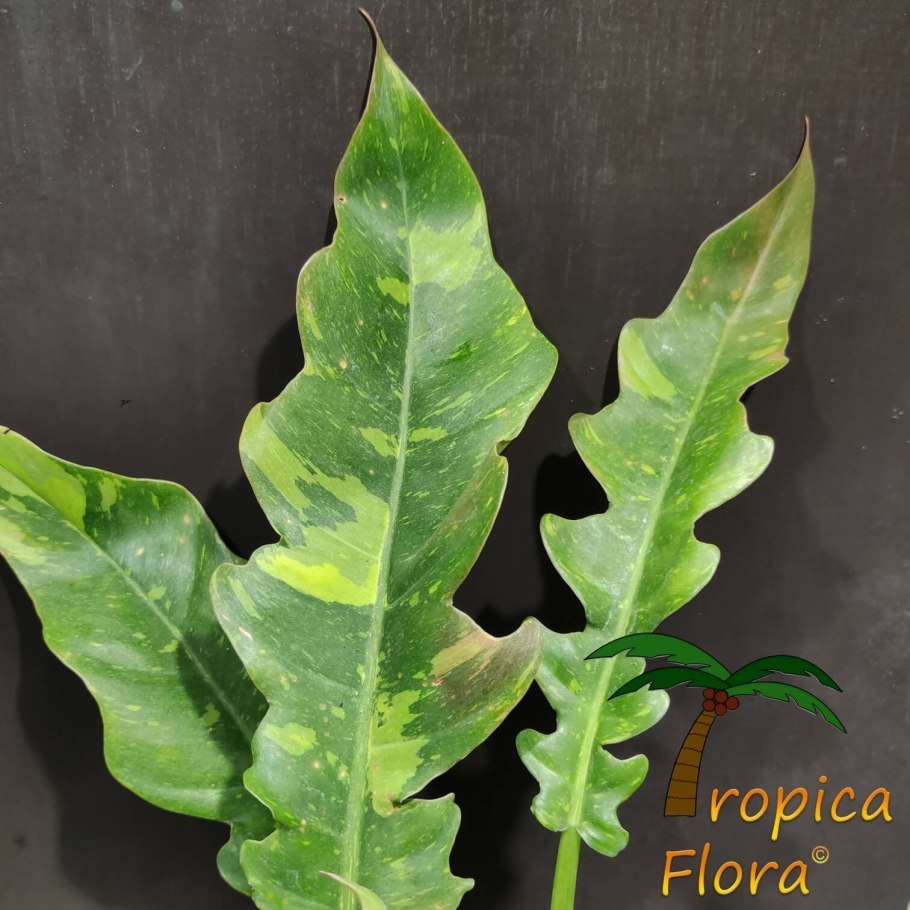 Филодендрон Малай Голд