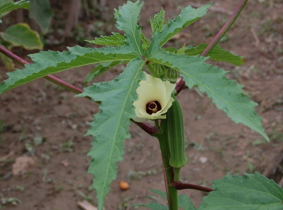 Кроза анн "что за овощ?"