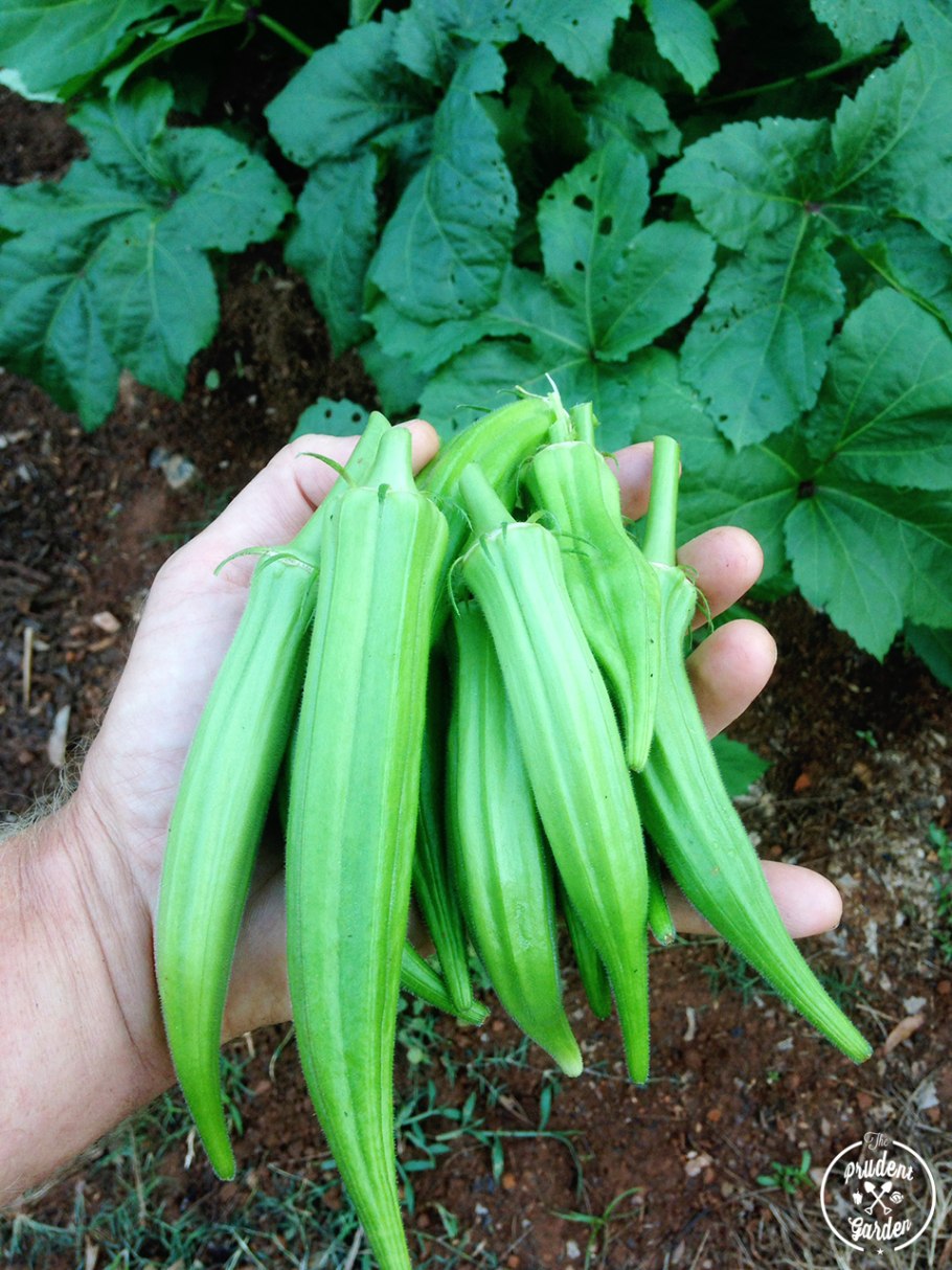 3 Okra