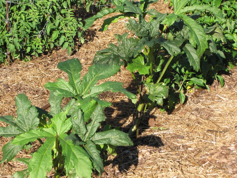 Okra Clemson spineless