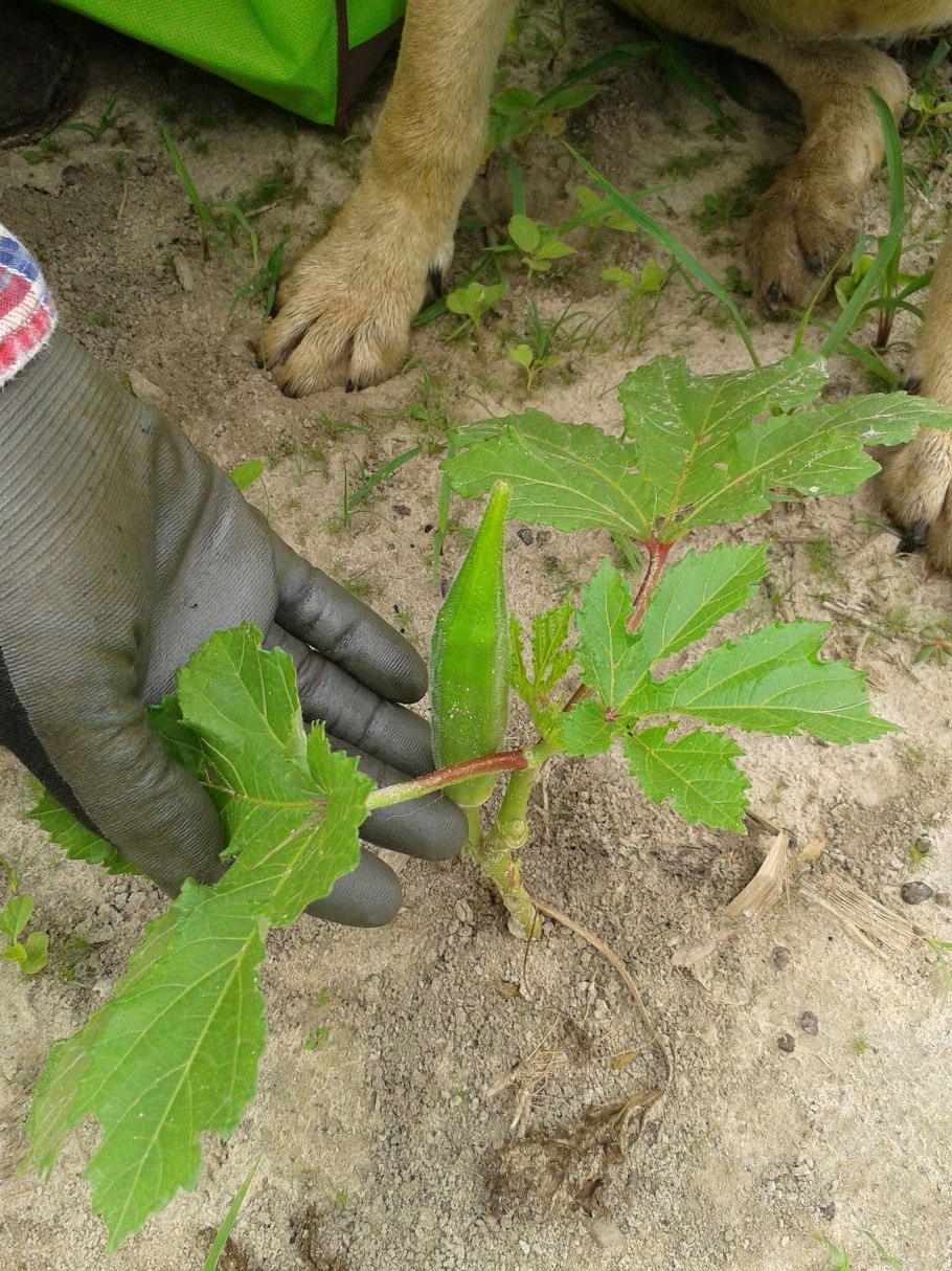 Бамия на подоконнике