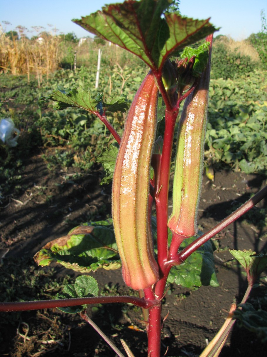 Бамия выращивание из семян