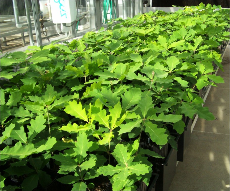 Бамия выращивание из семян