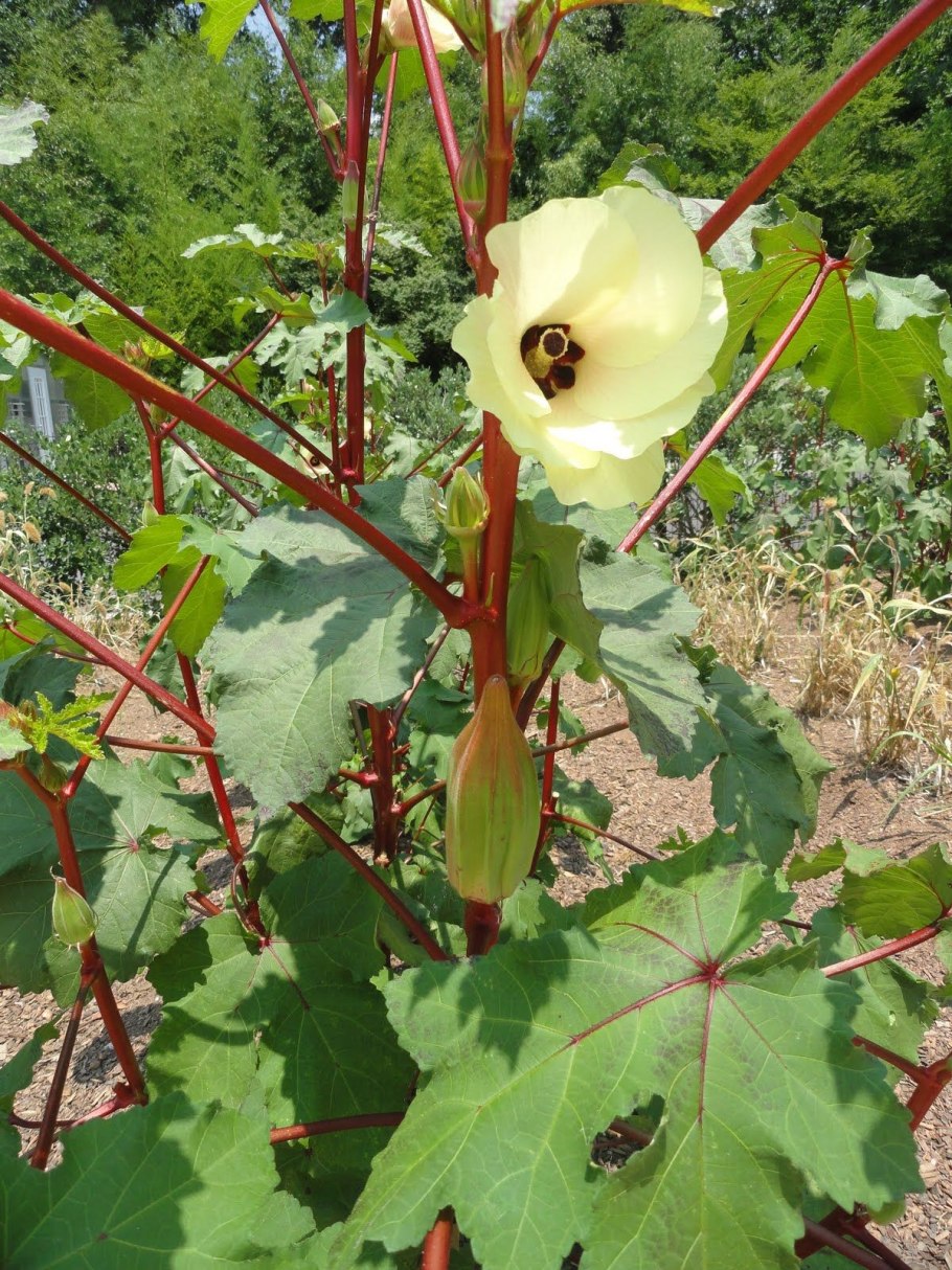 Бамия в теплице