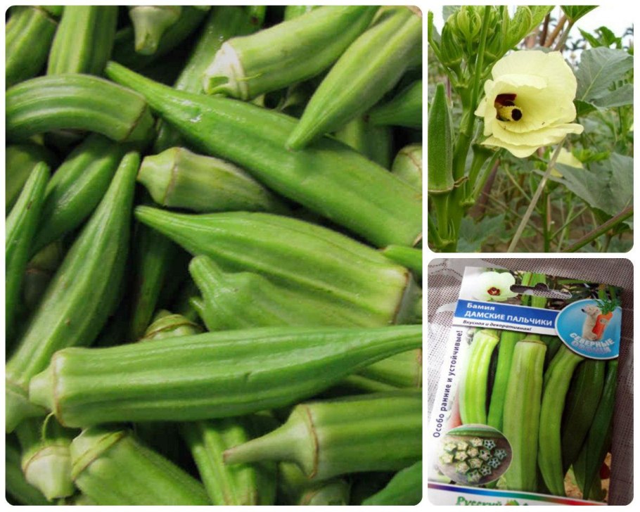 Бамия мочалка