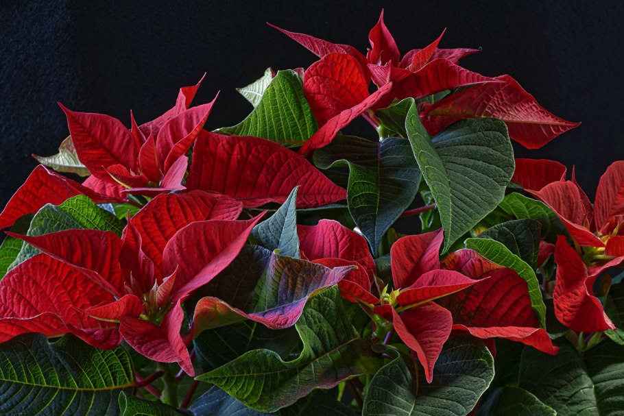 Кордилина кустарниковая Cordyline fruticosa