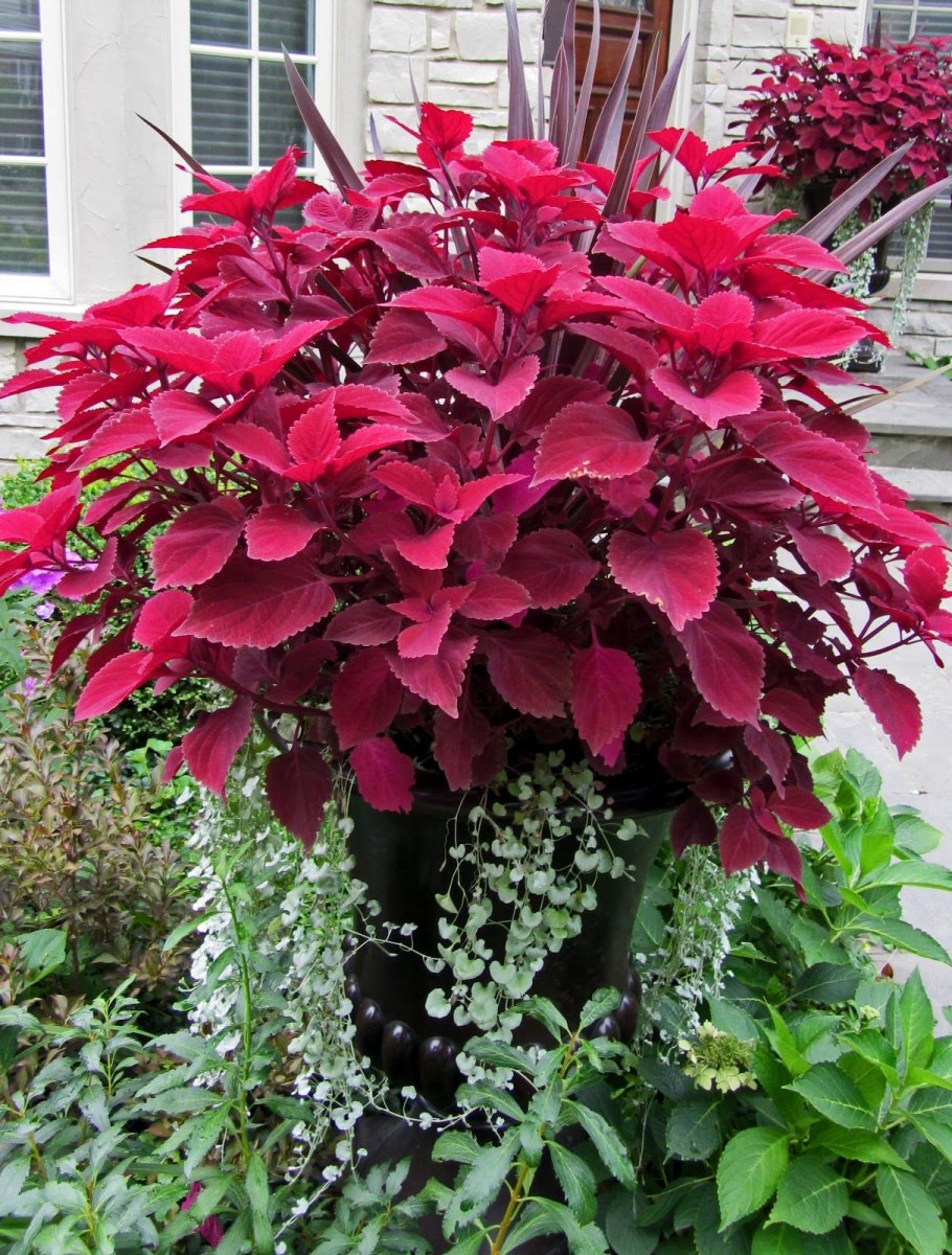 Кордилина кустарниковая Cordyline fruticosa