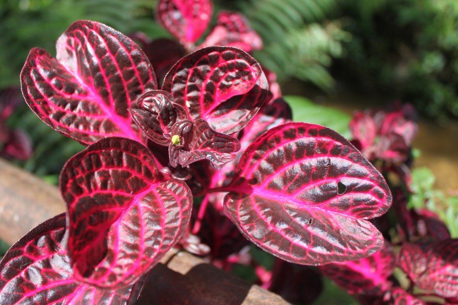 Колеус, Крапивка (Coleus)