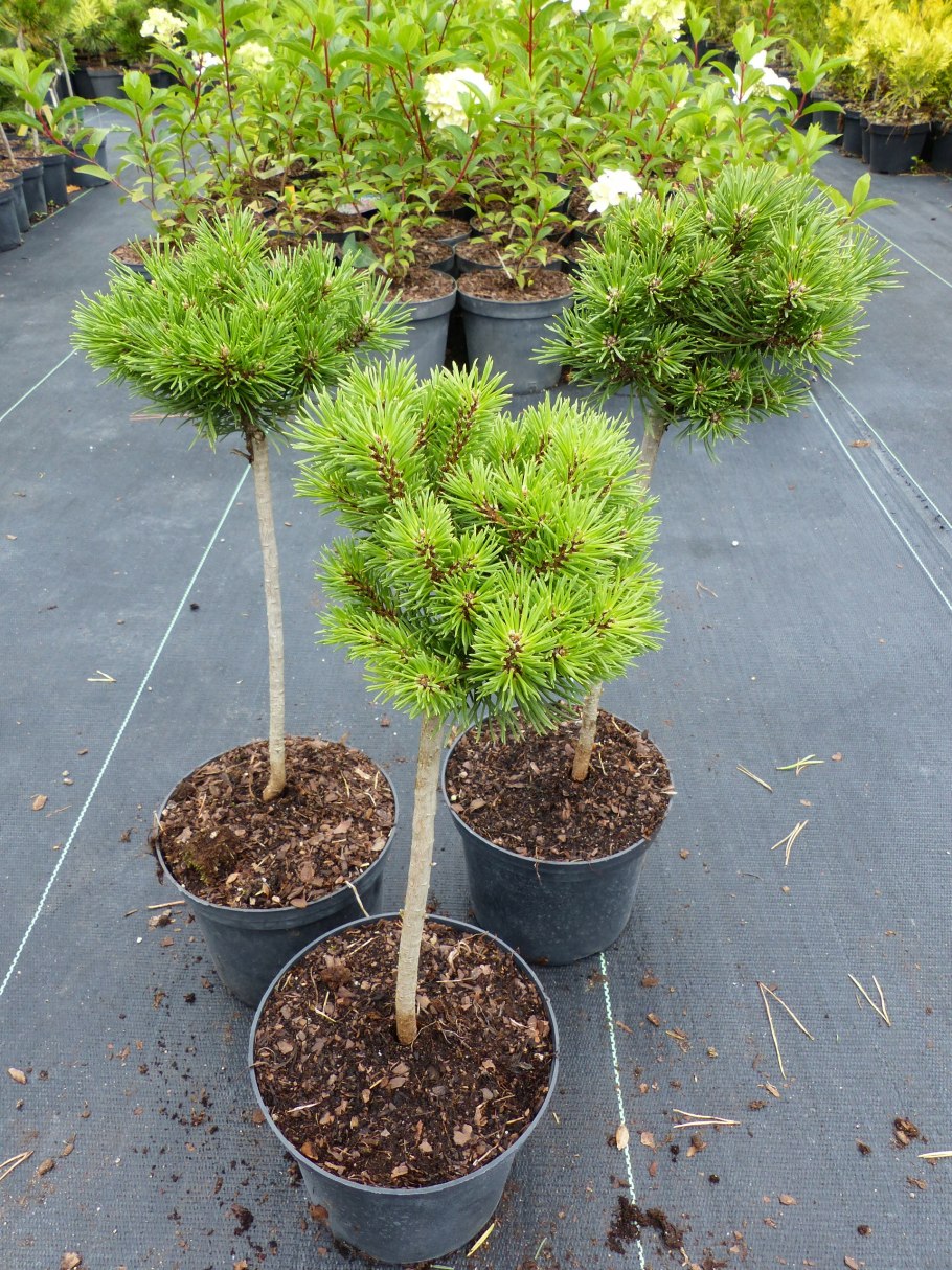 Pinus mugo 'March'