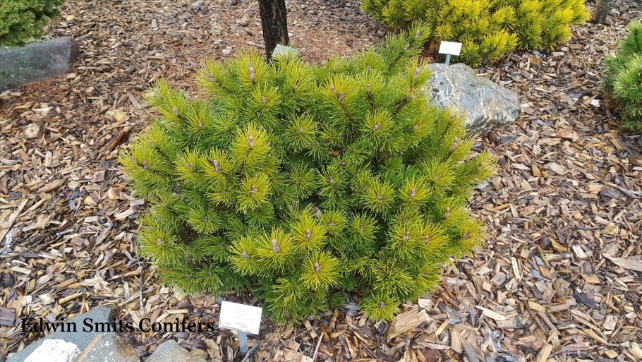Сосна Pinus Sylvestris