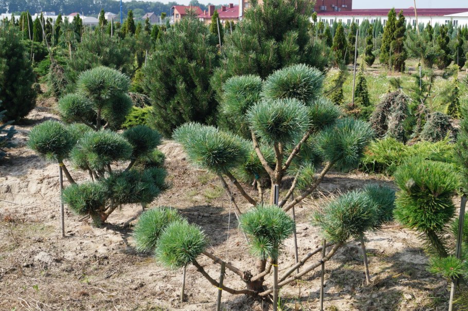 Pinus mugo 'Filip's Gold Dust'